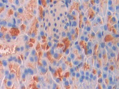 Polyclonal Antibody to Integrin Associated Protein (IAP)