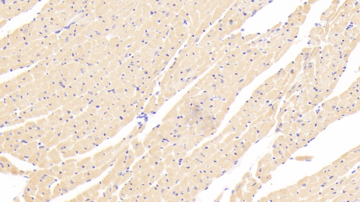 Polyclonal Antibody to Angiopoietin Like Protein 4 (ANGPTL4)