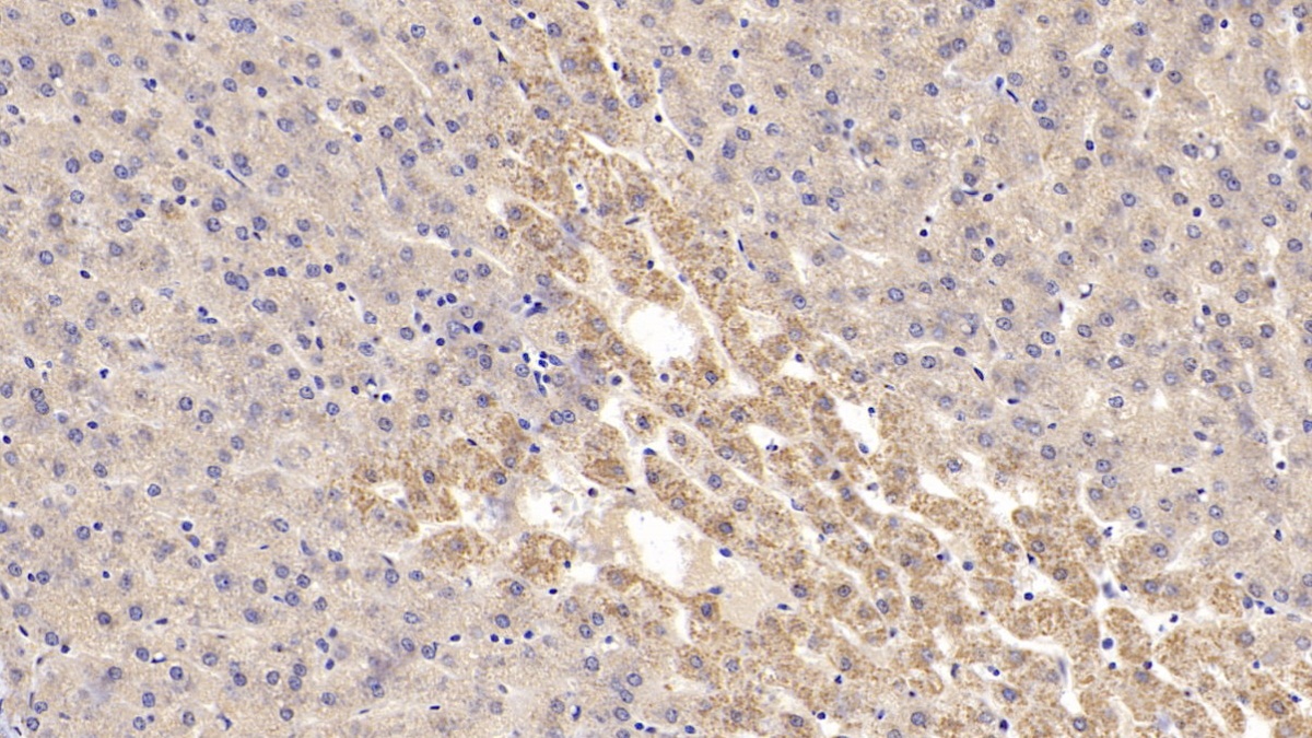 Polyclonal Antibody to Corticosteroid Binding Globulin (CBG)