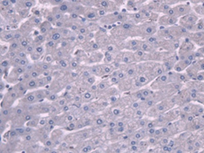 Polyclonal Antibody to Plasminogen (Plg)