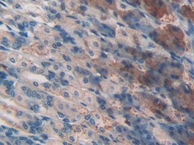 Polyclonal Antibody to Membrane Cofactor Protein (MCP)