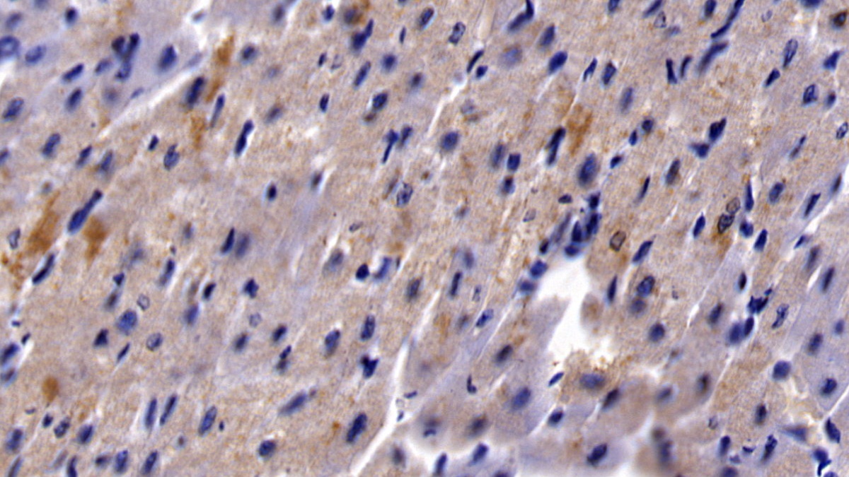 Polyclonal Antibody to Heparin Binding Epidermal Growth Factor Like Growth Factor (HBEGF)