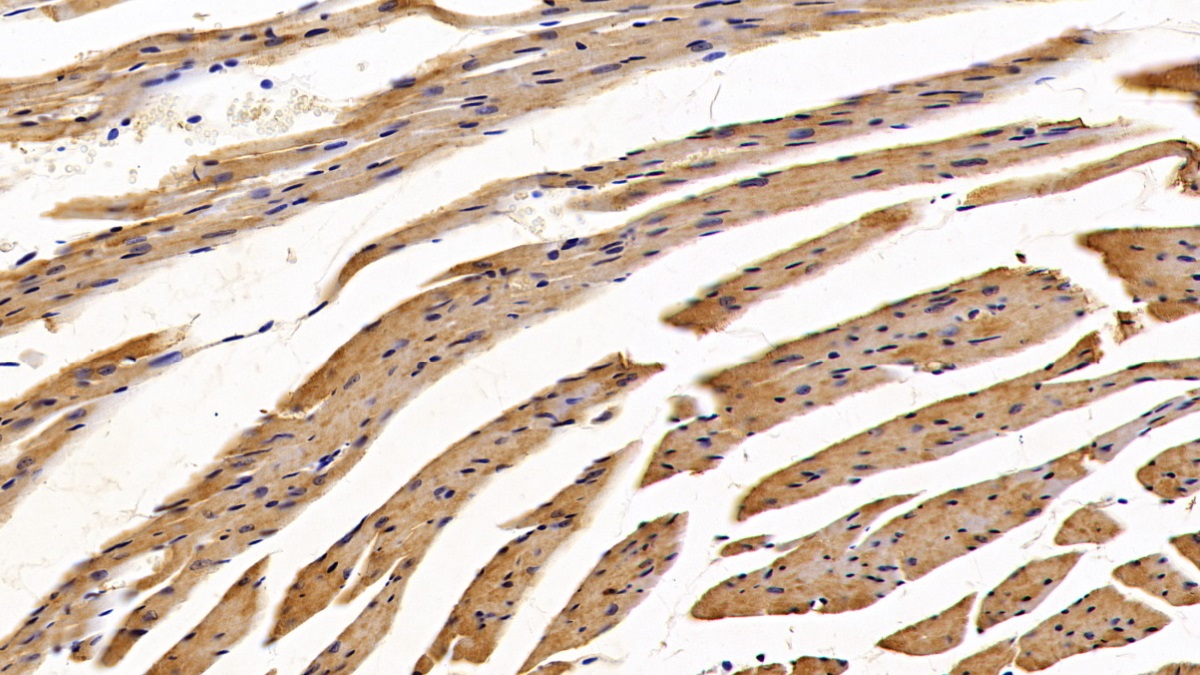 Polyclonal Antibody to Protein Disulfide Isomerase (PDI)