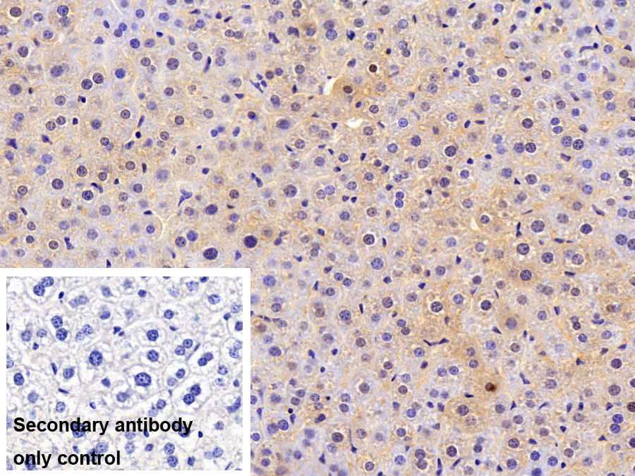 Polyclonal Antibody to Angiopoietin Like Protein 3 (ANGPTL3)