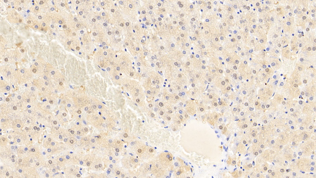 Polyclonal Antibody to Sialic Acid Binding Ig Like Lectin 7 (SIGLEC7)