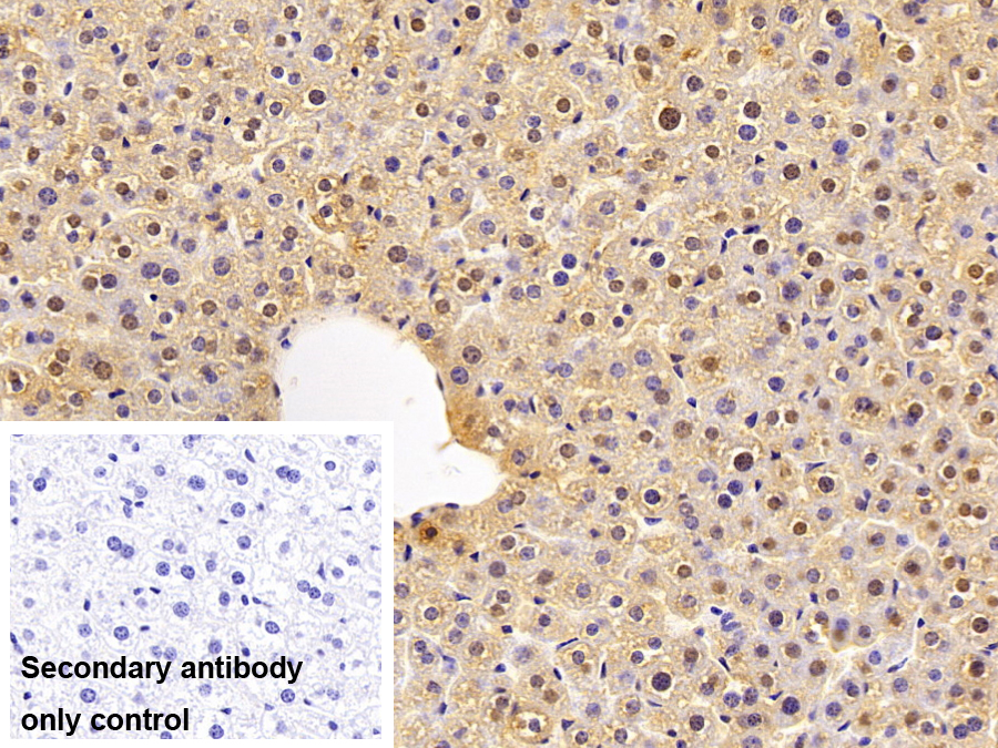 Polyclonal Antibody to V-Rel Reticuloendotheliosis Viral Oncogene Homolog B (RELB)