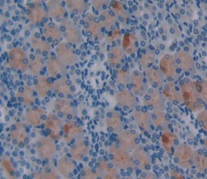 Polyclonal Antibody to Netrin 1 (Ntn1)