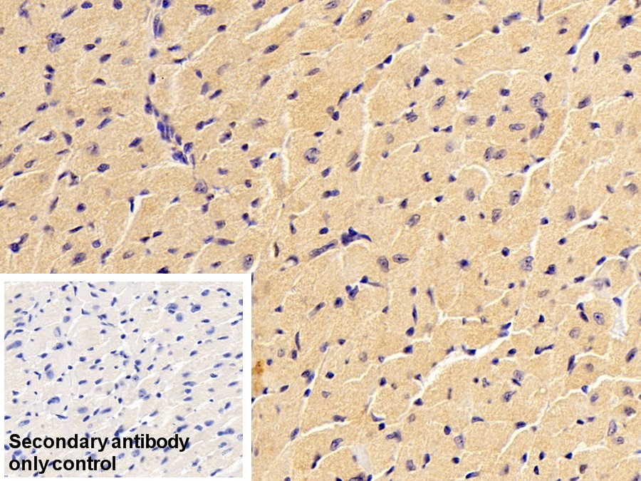 Polyclonal Antibody to Calpain 1 (CAPN1)