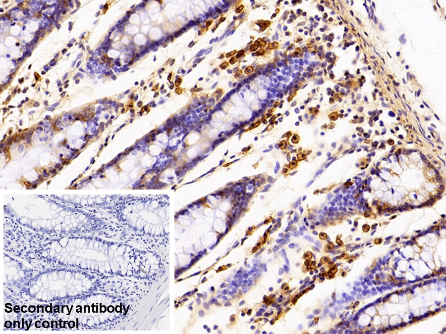 Polyclonal Antibody to Syndecan 1 (SDC1)