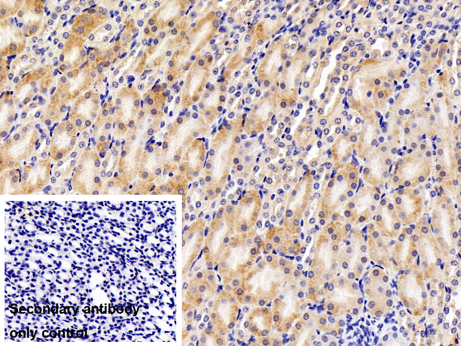 Polyclonal Antibody to Apolipoprotein A4 (APOA4)