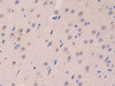 Polyclonal Antibody to Laminin Alpha 4 (LAMa4)