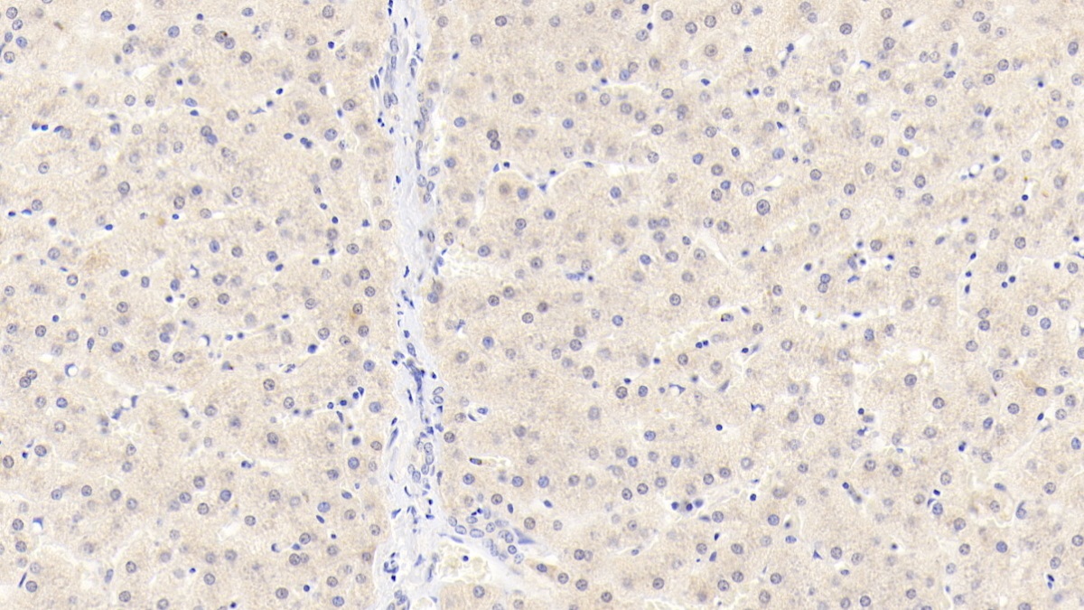 Polyclonal Antibody to Vav 1 Oncogene (VAV1)