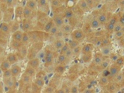 Polyclonal Antibody to Apolipoprotein M (APOM)