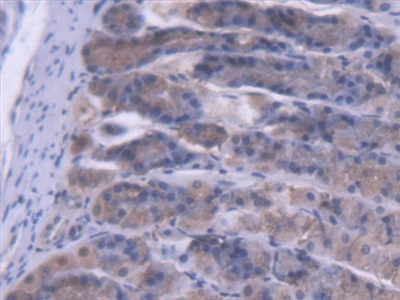 Polyclonal Antibody to Endoplasmic Reticulum Protein 29 (ERP29)