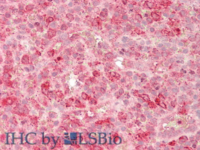 Polyclonal Antibody to Granulin (GRN)