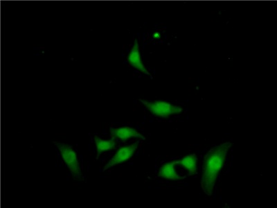 Polyclonal Antibody to Reelin (RELN)