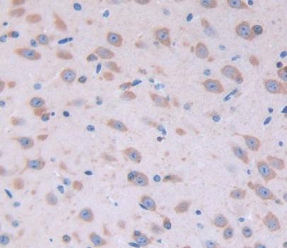 Polyclonal Antibody to Fibroblast Growth Factor 22 (FGF22)