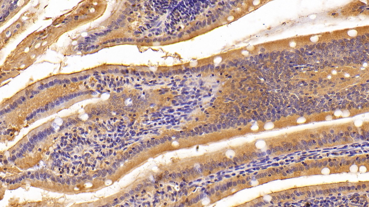Polyclonal Antibody to Carbonic Anhydrase IV (CA4)