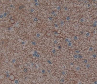 Polyclonal Antibody to Phospholipase C Eta 1 (PLCh1)