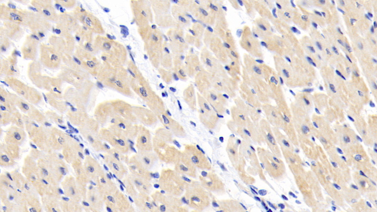 Polyclonal Antibody to Branched Chain Aminotransferase 1, Cytosolic (BCAT1)