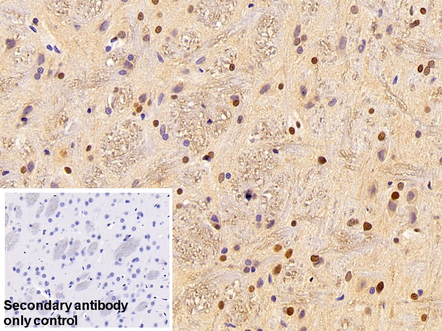 Polyclonal Antibody to CREB Binding Protein (CREBBP)