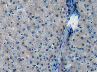 Polyclonal Antibody to Farnesyl Diphosphate Synthase (FDPS)