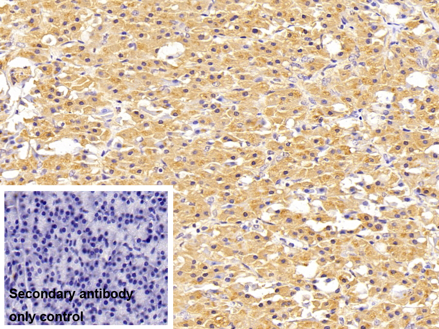 Polyclonal Antibody to Elastase 3A (ELA3A)