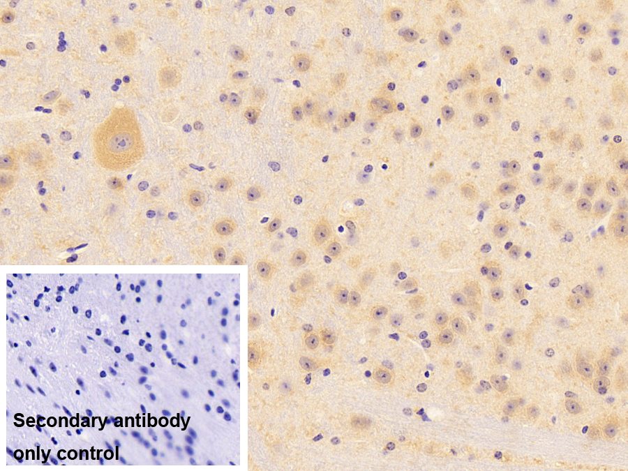 Polyclonal Antibody to Eukaryotic Translation Initiation Factor 4H (EIF4H)