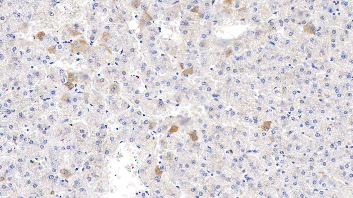 Polyclonal Antibody to Endothelin 2 (EDN2)