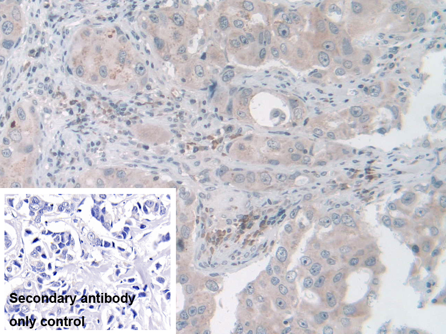 Polyclonal Antibody to Nidogen 2 (NID2)