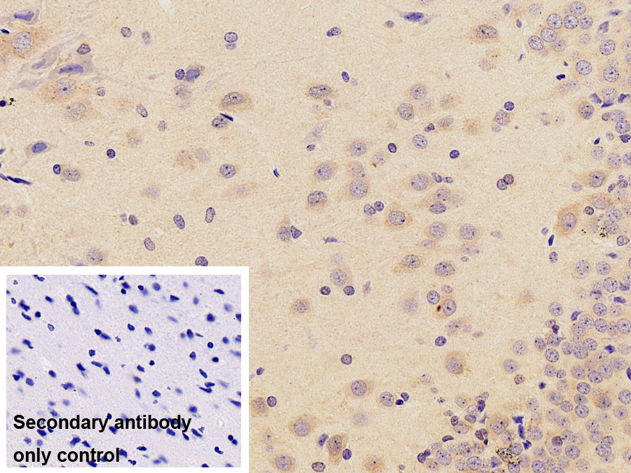 Polyclonal Antibody to Peroxiredoxin 3 (PRDX3)