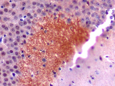 Polyclonal Antibody to Secretogranin II (SCG2)