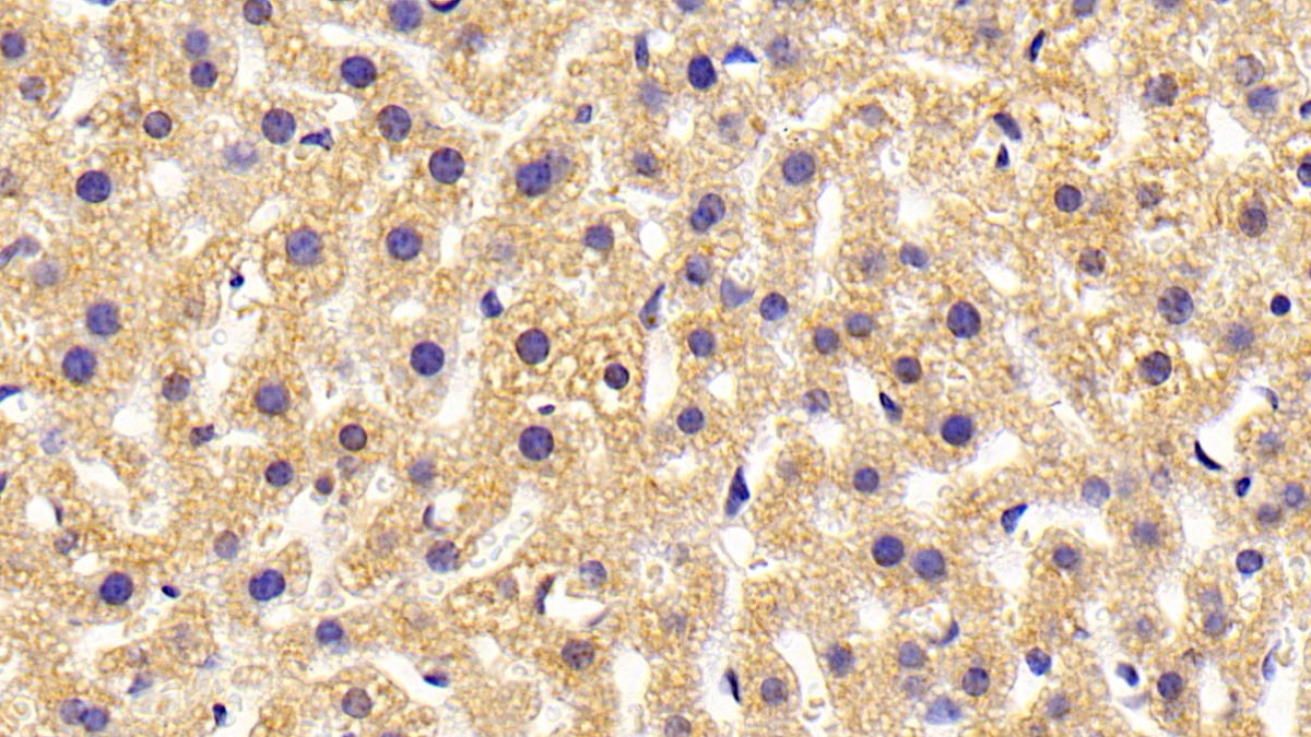 Polyclonal Antibody to Histamine Receptor H4 (HRH4)