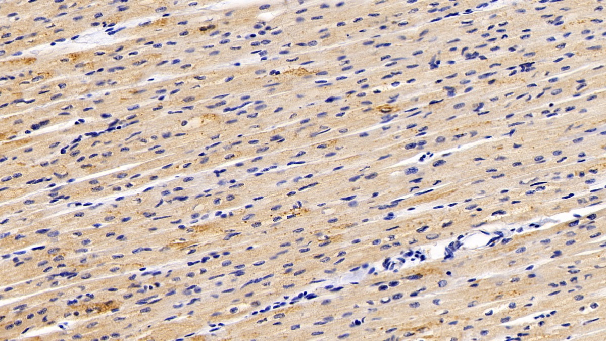 Polyclonal Antibody to 5-Methyltetrahydrofolate Homocysteine Methyltransferase (MTR)