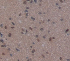 Polyclonal Antibody to Replication Initiator 1 (REPIN1)