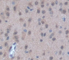 Polyclonal Antibody to Serine/Threonine Kinase 3 (STK3)