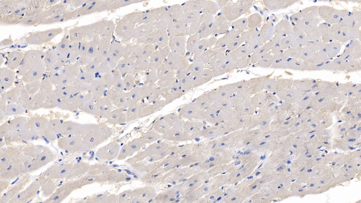 Polyclonal Antibody to Myocilin (MYOC)