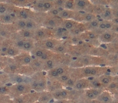 Polyclonal Antibody to Hepatocyte Growth Factor Activator (HGFAC)