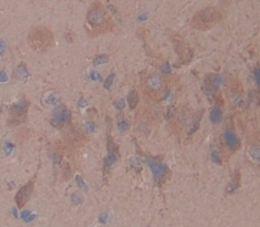 Polyclonal Antibody to Hepatocyte Growth Factor Activator (HGFAC)