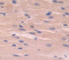 Polyclonal Antibody to Elastin Microfibril Interface Located Protein 2 (EMILIN2)