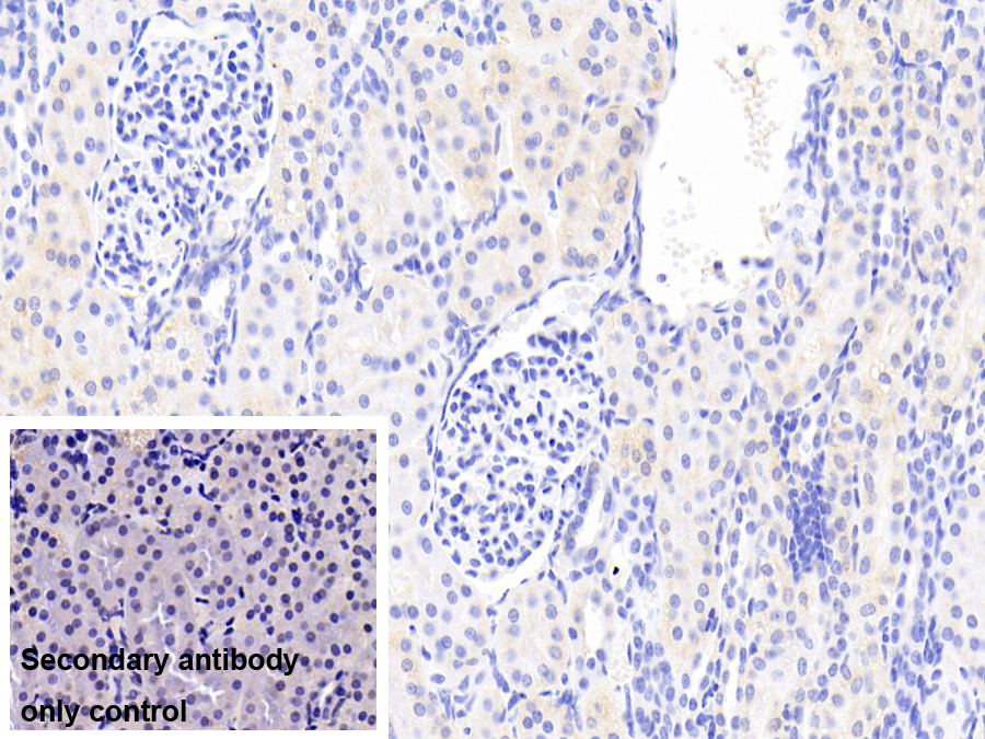 Polyclonal Antibody to Dihydroorotate Dehydrogenase (DHODH)