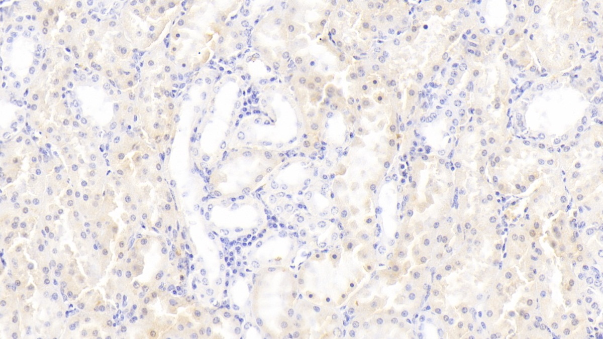 Polyclonal Antibody to GABA-A Receptor Associated Protein Like Protein 2 (GABARAPL2)