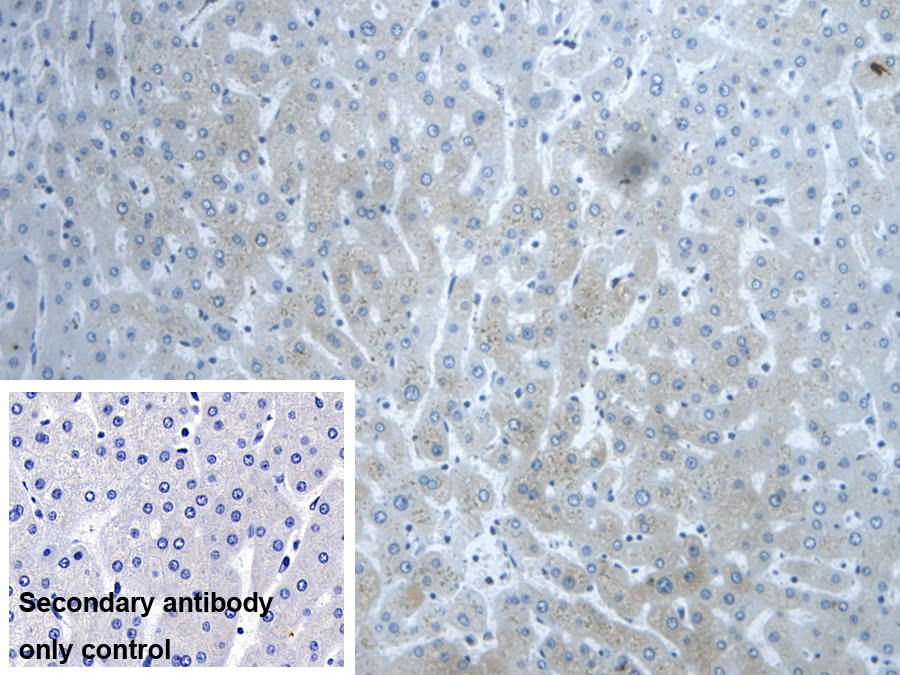 Polyclonal Antibody to Dishevelled, Dsh Homolog 1 (DVL1)