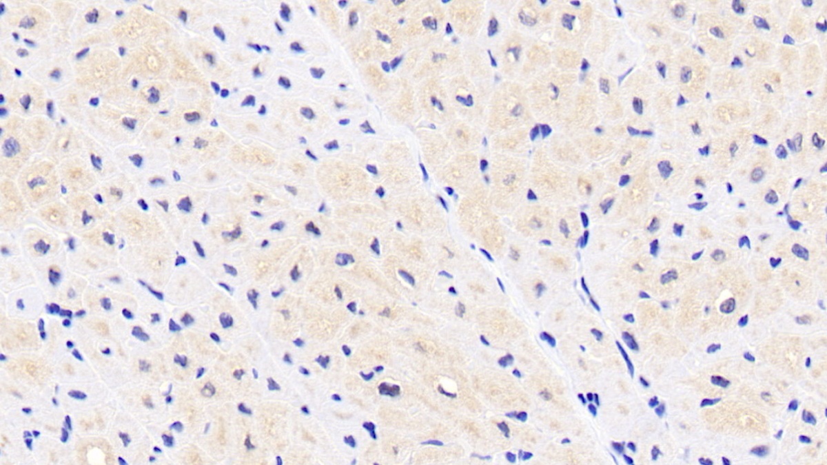Polyclonal Antibody to Artemin (ARTN)