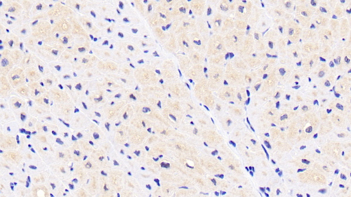 Polyclonal Antibody to Artemin (ARTN)