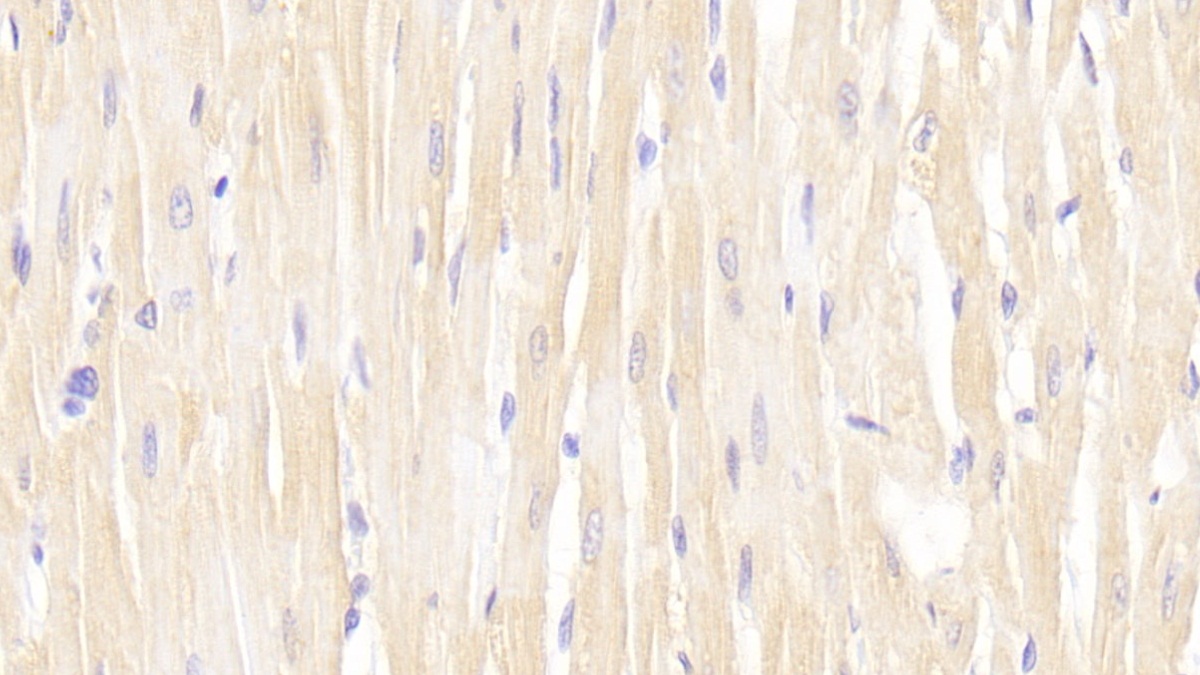 Polyclonal Antibody to Sprouty Homolog 3 (SPRY3)