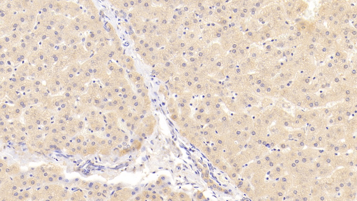Polyclonal Antibody to Notch Homolog 2 (NOTCH2)