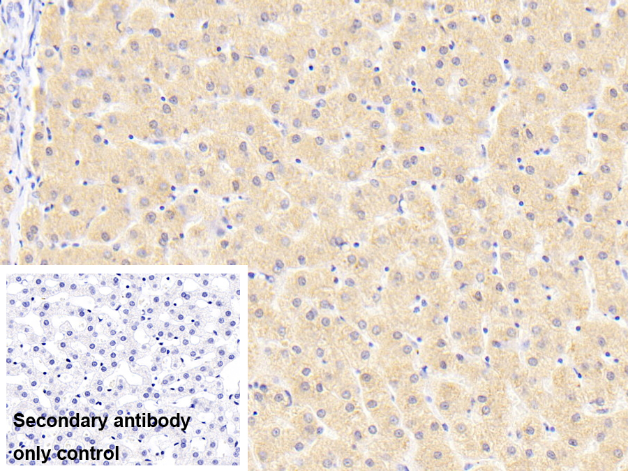 Polyclonal Antibody to FK506 Binding Protein Like Protein (FKBPL)