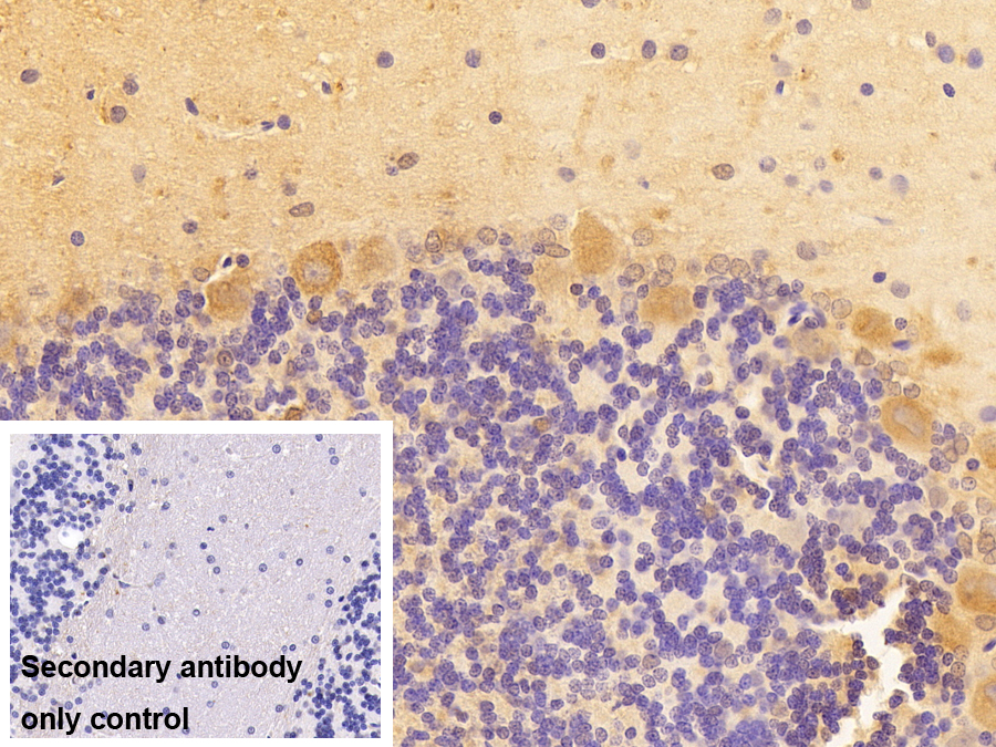 Polyclonal Antibody to Semaphorin 3F (SEMA3F)