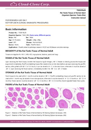 Rat-Testis-Tissue-of-Normal-Adult-TSI501Ra29.pdf